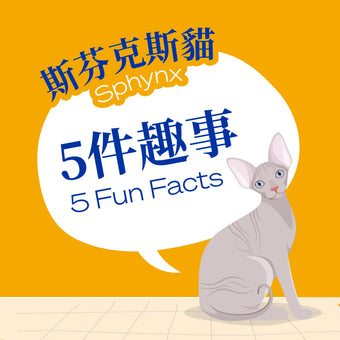 Five Fun Facts-Sphynx