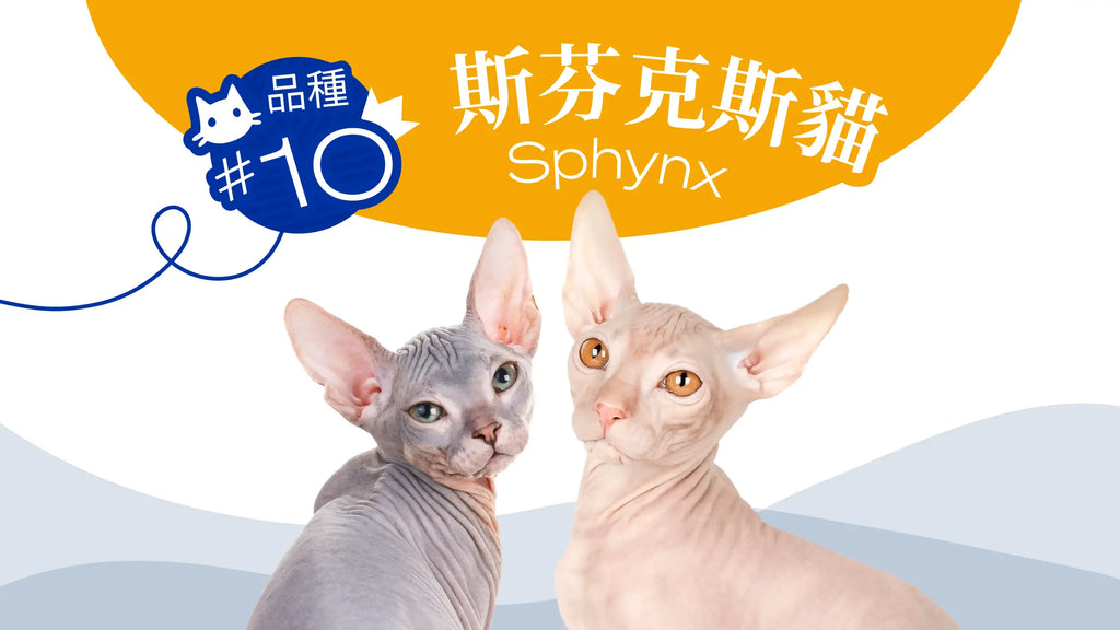 CAT BREED #10- Sphynx