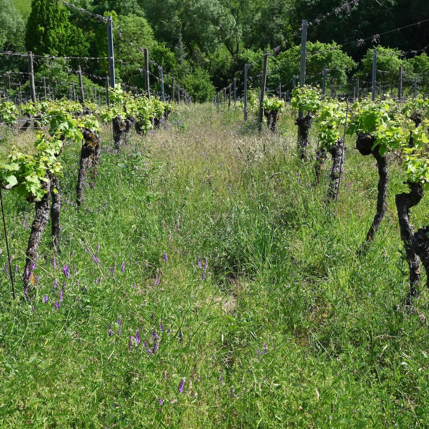 Grüner Weinberg