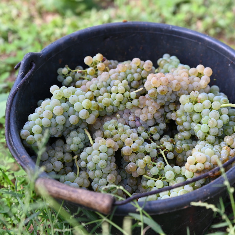 Müller-Thurgau Trauben