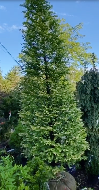 metasequoia amber glow