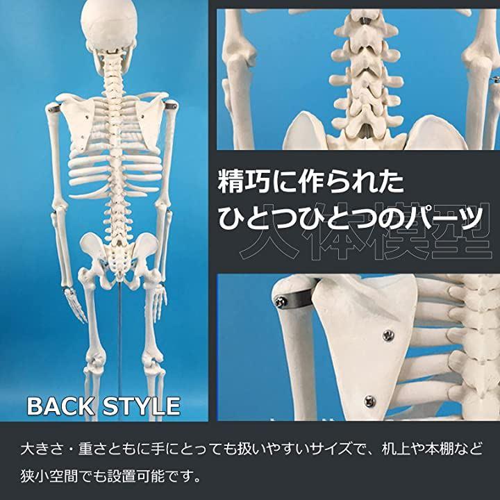 人体骨格模型 85cm 1/2サイズ