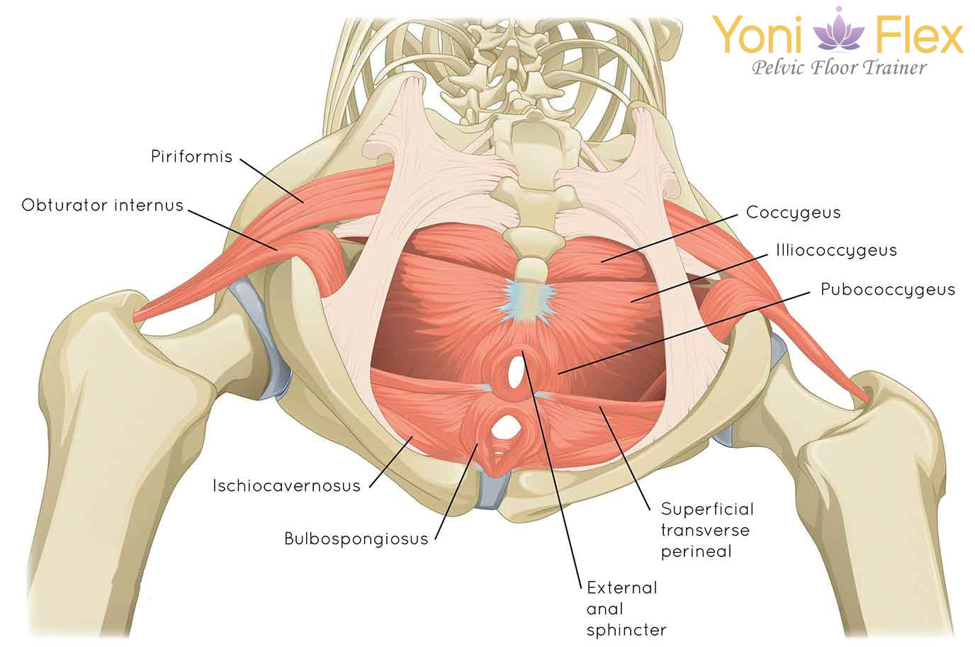 Pelvic floor muscles