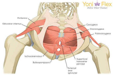 locating pelvic floor muscles | View from behind