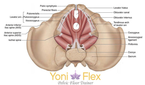Locating your pelvic Floor Muscles | Looking from underneith