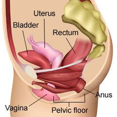 pelvic floor muscles with internal organs | Understanding location of pelvic floor muscles