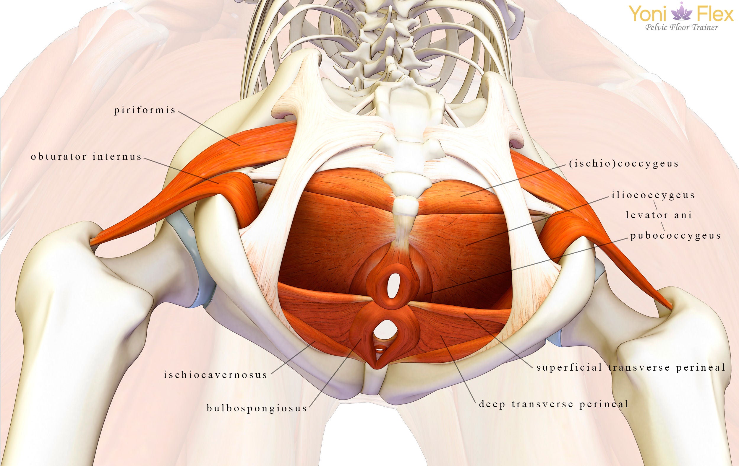 what is the pelvic floor muscles explained