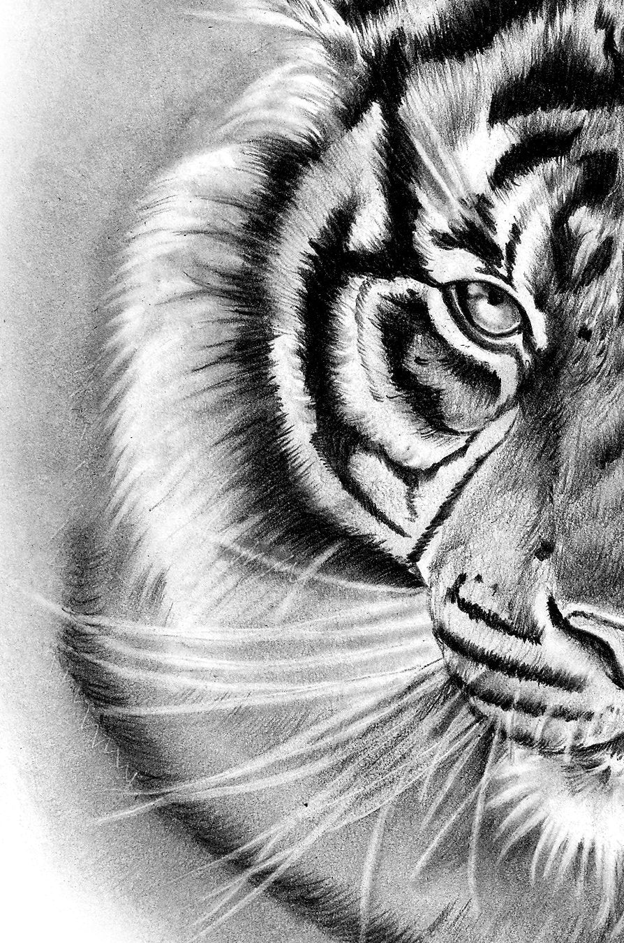 Realistic Tiger Tattoo Design References Tattoos Download