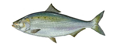 American Shad