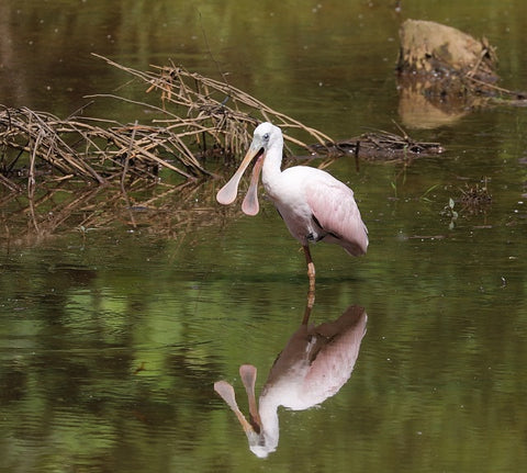 Roseate Spoonbill Photo by Rob Van Epps