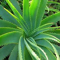 aloe