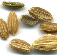 carrot seed