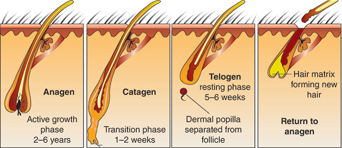 Hair Growth Cycle