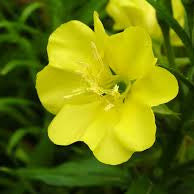evening primrose