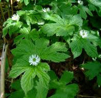 goldenseal