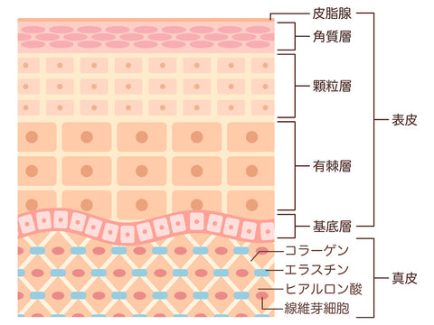 皮膚の断面図