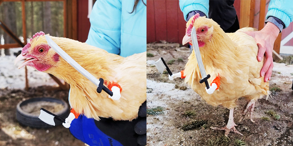 A chicken wearing 3d printed arms that hold a sword and axe