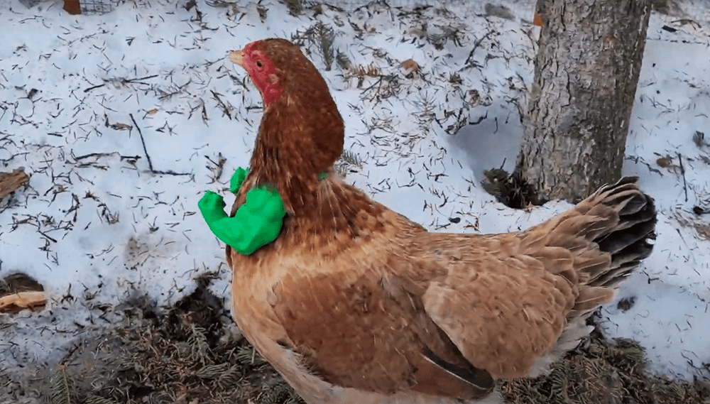 An Alaskan chicken wearing 3D printed Hulk arms
