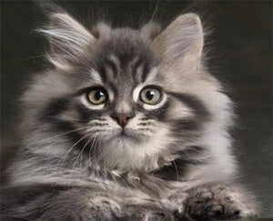 Malen Nach Zahlen Hubsche Maine Coon Katze Figured Art