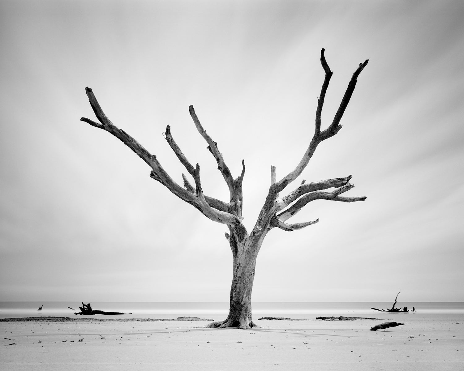 Film photo taken by Mike Basher of a tree at Hunting Island
