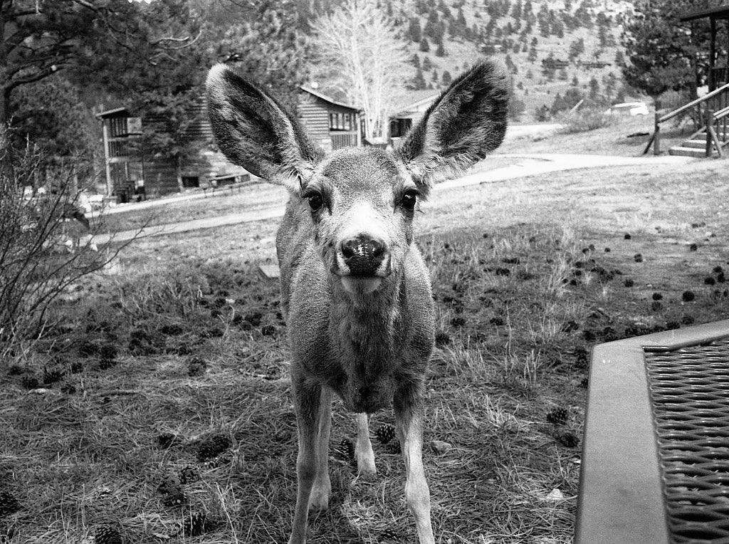 Film photo by Katie Lobodzinski of a deer in Estes Park, Colorado