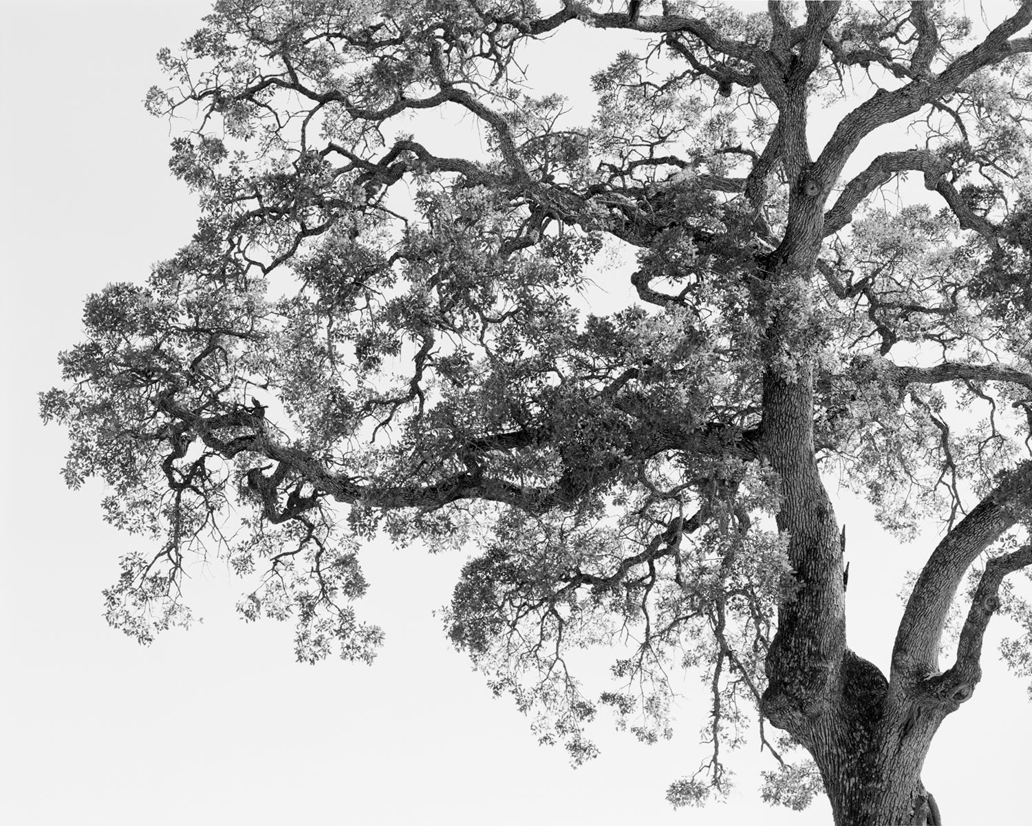 Film study of an oak tree by Mike Basher