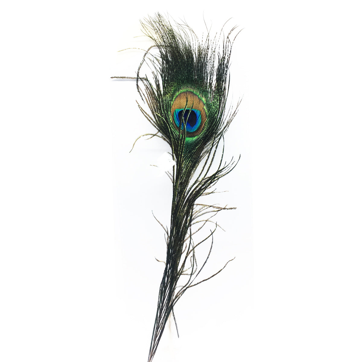 peacock feather with eye