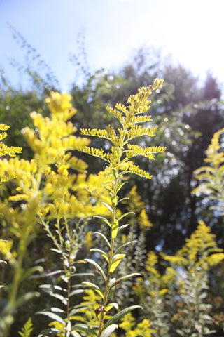 a photo of the plant goldenrod in a field with trees and the sky behind
