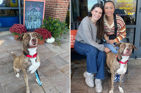 a cute puppy with our team at the Nashville Humane Association