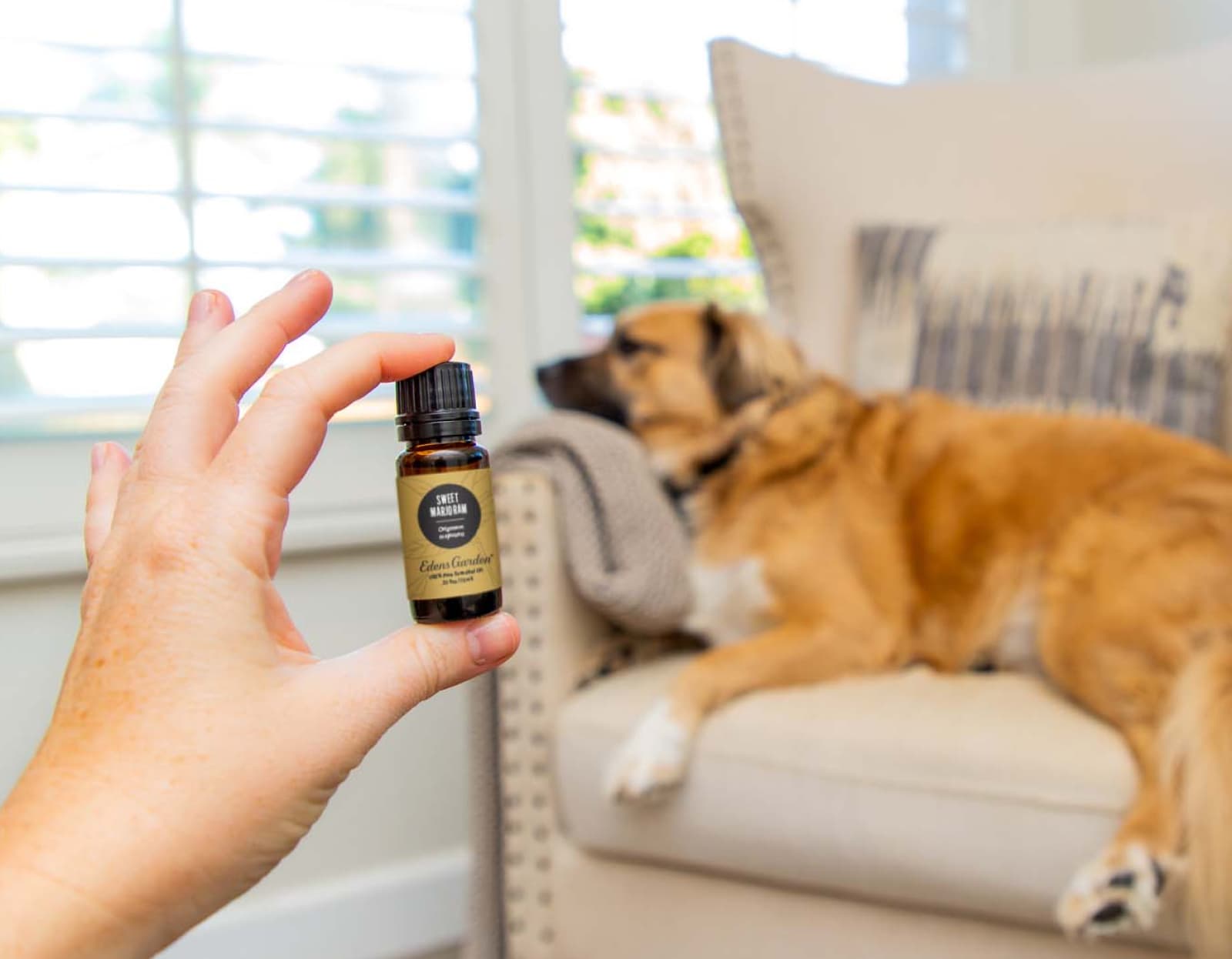 can you use citronella oil on dogs