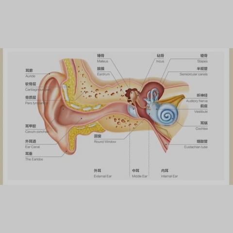 Anatomy of ear and naming of complete ear parts