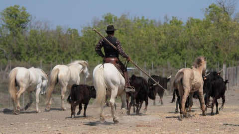 The Decline of the Gaucho