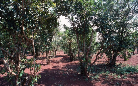 Yerba mate tree growing