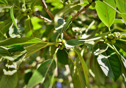 Yerba mate plant close-up