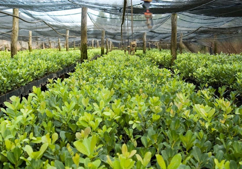 Yerba mate plants growing