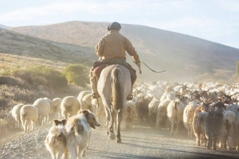 Gaucho travelling to an asado