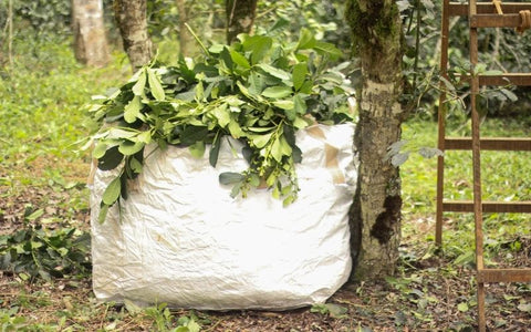 Yerba mate harvest in bag