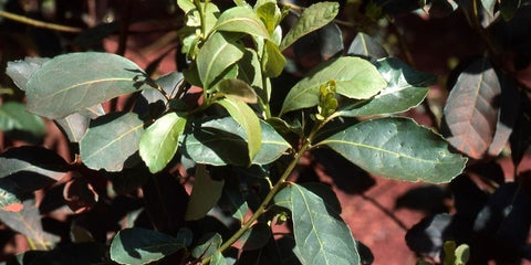 Yerba Mate Tree for Sale - Buying & Growing Guide 