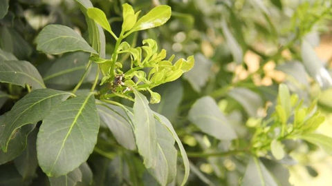 Yerba mate plant close up