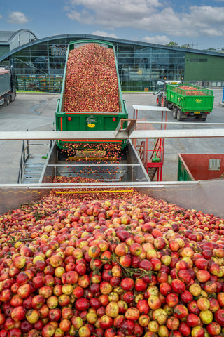 Thatchers apple harvest