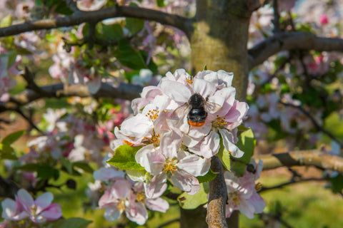 Bee on apple blossom