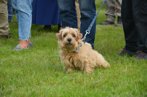 Dog in hop garden