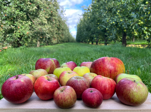 freshly harvested apples