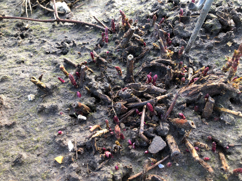 hop shoots in the hop garden