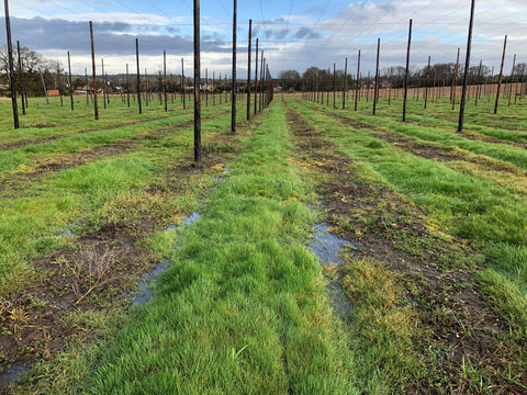 hop garden