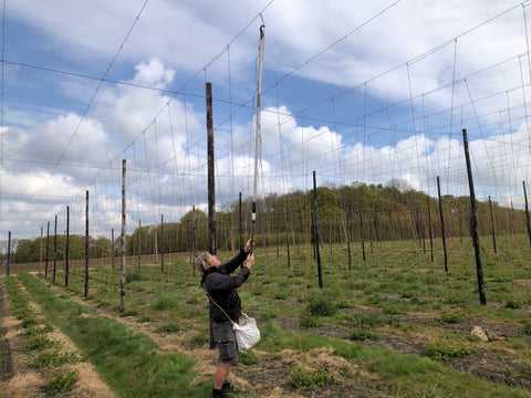 Stringing in the brewery hop garden