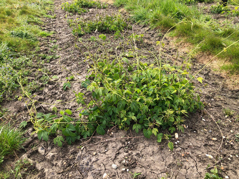 Hop plants and shoots in the hop garden