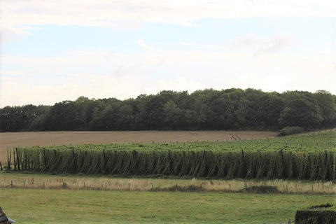 Hop garden