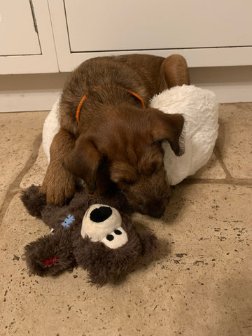 Basil the dog with his toy