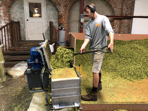 Hops being loaded into the packer